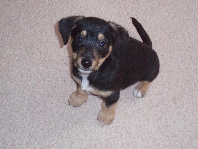 Fotky: Jack Russelův Teriér (foto, obrazky)