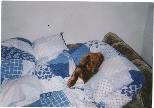 Fotky: Jezevčík (foto, obrazky)