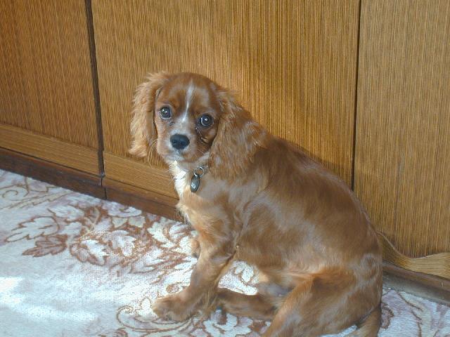 Fotky: Kaval�r King Charles �pan�l (foto, obrazky)