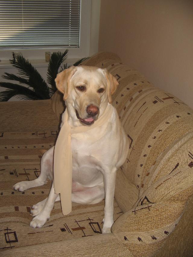 Fotky: Labradorský retrívr (foto, obrazky)