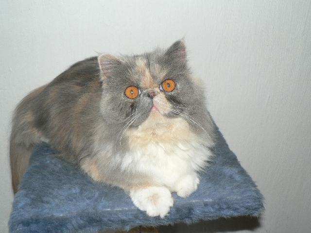 Fotky: Perská kočka (foto, obrazky)