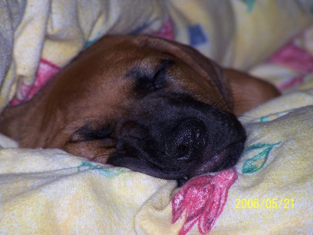 Fotky: Rhodéský ridgeback, Rhodézský ridgeback (foto, obrazky)