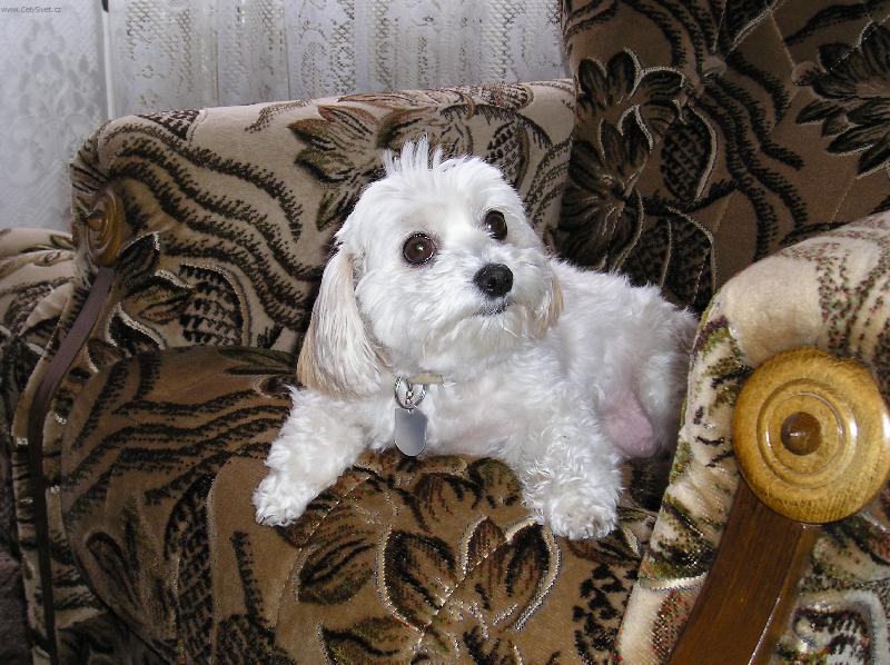 Foto: Besinka-�ek�m, �ek�m