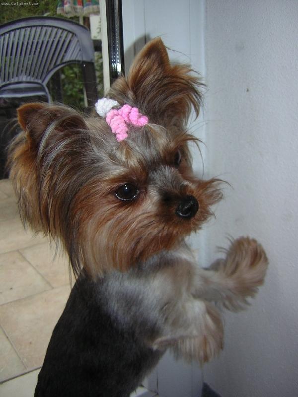 Foto: Jork��rka T�nka