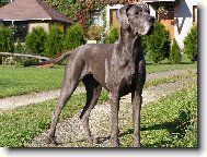 Anténa