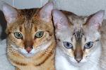 Chovatelska stanice psů: BAZYBENGALS